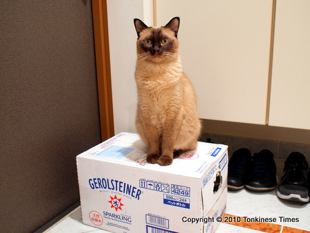 箱に居座るこごろっち