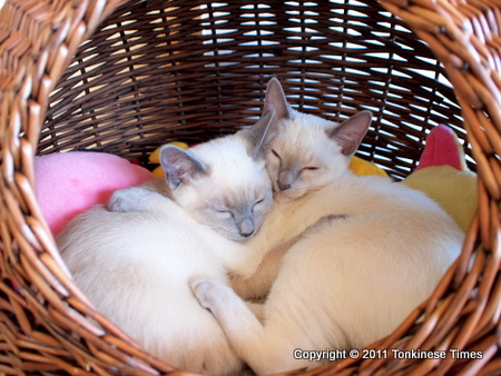 和菓子組～スヤスヤ