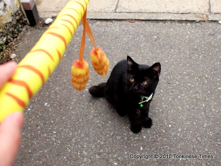 民宿「網元」で飼われている黒猫