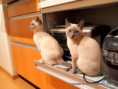 キッチンもにゃこ組♪