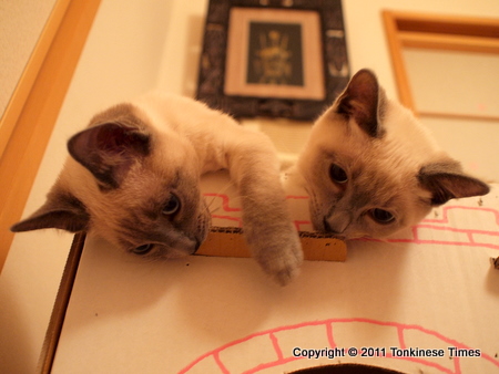 ラブラブもにゃこ組