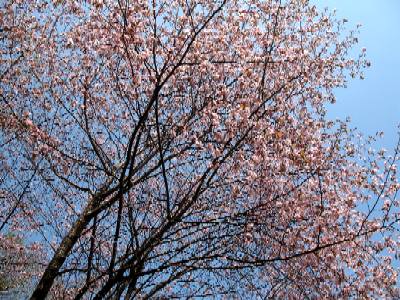 sakura