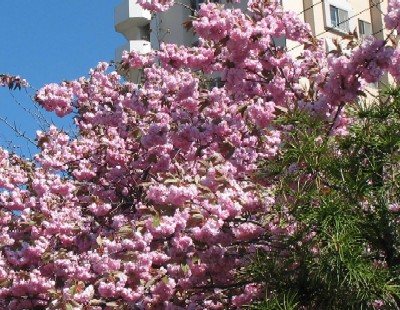 sakura