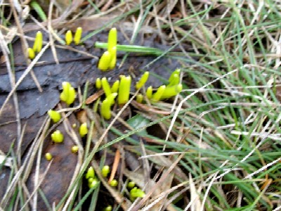 草の芽？じゃないかもしれない