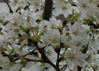 この花は、桜？かな？？？