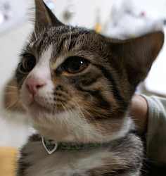 20080126kubiwa3.jpg