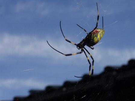 蜘蛛の巣 Web Dr きぎ こういち のレトリート Retreat 楽天ブログ