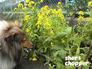 チョッパーと菜の花