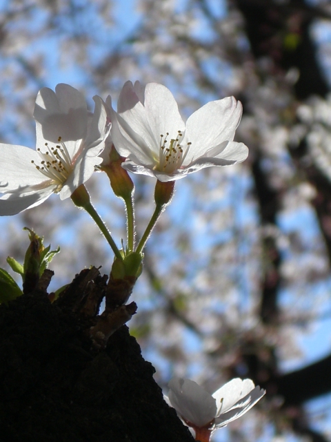 2010.4SAKURA