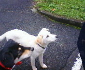 なんかちょーだい？