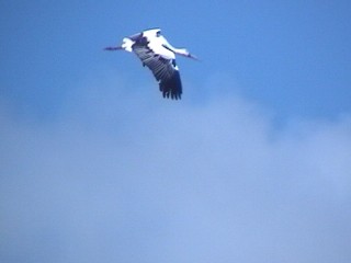 kコウノトリ