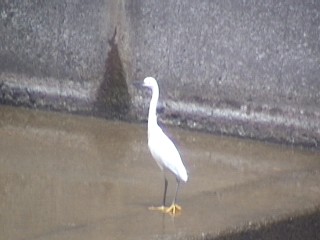 チュウサギ