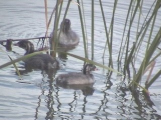 カイツブリ