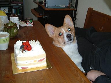 あたちもケーキ食べたい