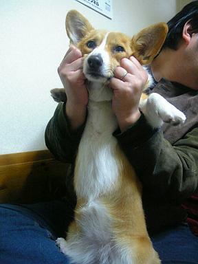 とーちゃんに遊ばれるマロさん