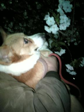 夜桜を愛でるマロさん