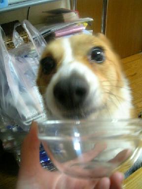 ヨーグルト堪能中