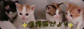 保護猫だより