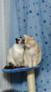 ないしょばなし2