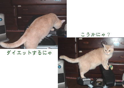 ダイエット