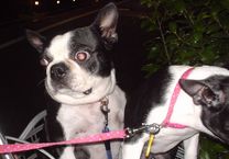 ボストンテリア2