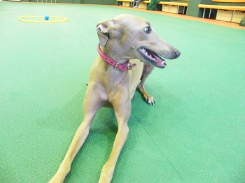 20　１　１１　メイプル