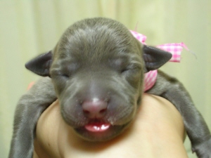 ピンク　４日目