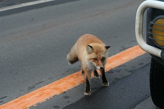 キタキツネ