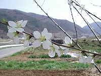 ロトウ桜2