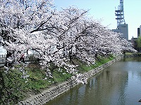 松本城の桜1
