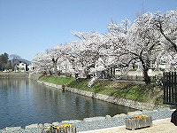 松本城の桜2