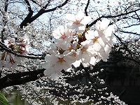 松本城の桜3