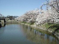 松本城の桜4
