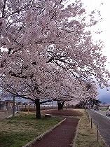 堤防の桜