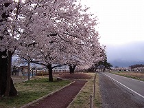堤防の桜2