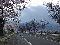 堤防の桜3