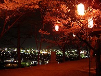 夜桜と松本の夜景
