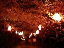弘法山の夜桜