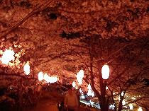 弘法山の夜桜2