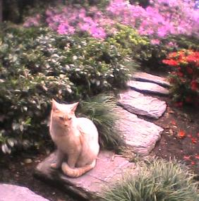 庭のオレンジcat