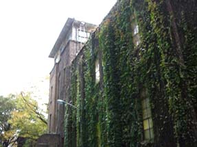 東大のツタ.JPG