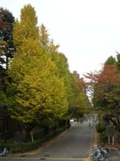 東大の銀杏・２.JPG