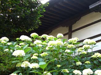 保安寺アジサイ３.JPG