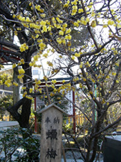 亀戸天神のロウバイ