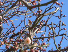 亀戸の梅（つぼみ）