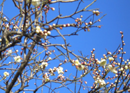 亀戸の梅と青空