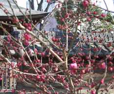 高城神社の梅
