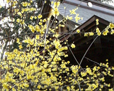 妻沼聖天のロウバイ