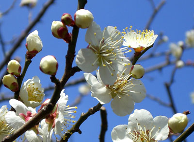 皇居の青空と白梅