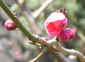 皇居の紅梅咲くぞ～